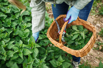 Woman picking nettle herbs into basket at spring season in nature. Herbal harvest for alternative...