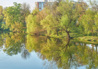 reflection of trees in the lake