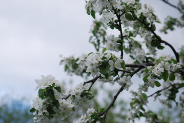 tree in bloom