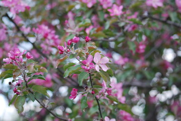 pink flowers in the garden