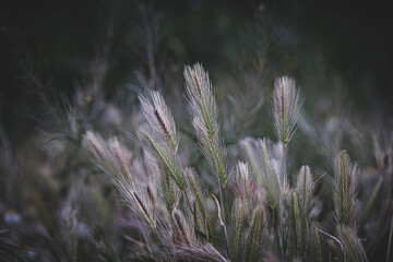  green wheat in closeup on a farmer's field in spring day