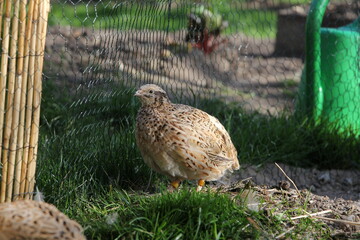 Young laying quails in species-appropriate free-range husbandry