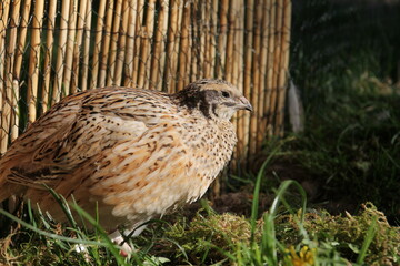 Young laying quails in species-appropriate free-range husbandry