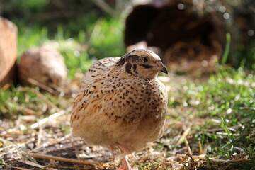 Young laying quails in species-appropriate free-range husbandry