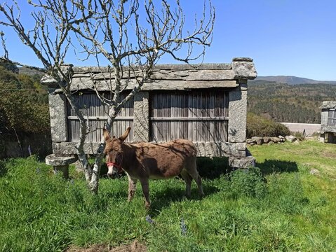 Asno junto a un h&oacute;rreo tradicional de Galicia