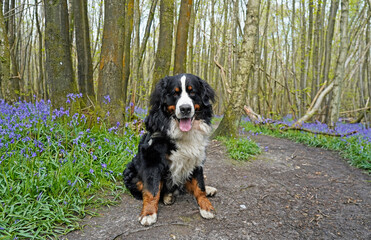 Bernese Mountain Dog in the woodlands, bluebells in the background 