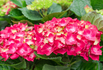 red hydrangea flowers