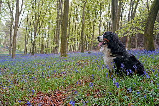 Bernese Mountain Dog sitting in the bluebell forest 