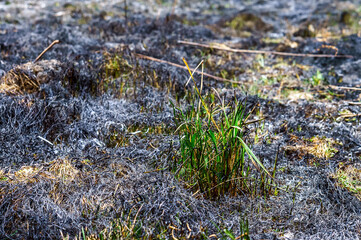 Grass Fall. Burned field. A field burned by fire. Fields after fire.
