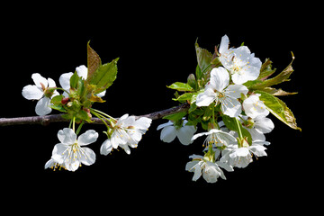 Flowering tree branch isolated on black background.