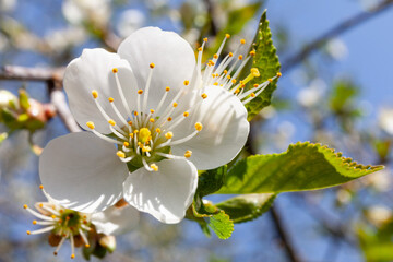 Cherry in the spring, close-up of a white flower in the garden.