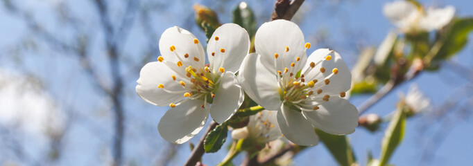 Spring blooming garden. White cherry flowers, close-up.