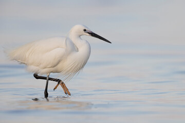 Little Egret (Egretta garzetta)