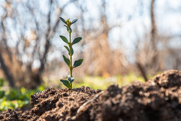 Small trees grow naturally