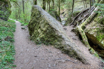 Narrow paths lead the hiker through the Gauchach Gorge past bizarre rock formations, towering...
