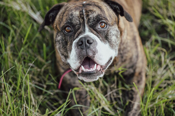 Grumpy looking American Bulldog breed dog lying in grass looking up