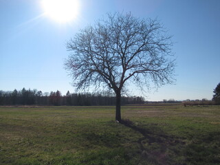 Baum auf einer Wiese