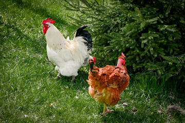 Chickens and rooster feeding on rural barnyard on green grass. Hens on backyard in free range poultry eco farm. poultry farming concept.chicken coop in sunny summer day