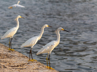 Aves al atardecer a la orilla del mar pescando
