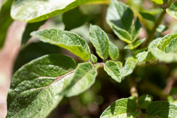 Macro de hoja de planta de patata