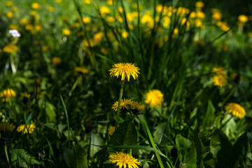 Dandelion. Dandelion blossoms. Spring Flower. Yellow flower. dandelion field