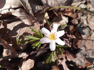 Buschwindr&ouml;schen zwischen Laub im Wald