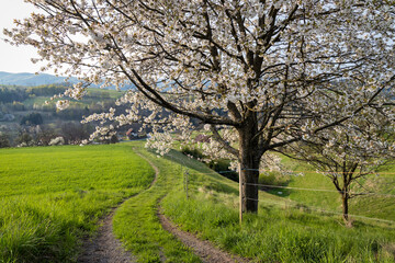 Spring rural landscape motif. A field path next to a flowering fruit tree.