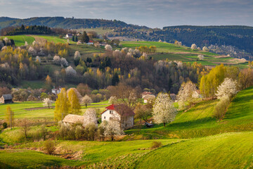 Spring rural landscape with flowering fruit trees on a sunny day. The Hrinova village in Slovakia, Europe © Viliam