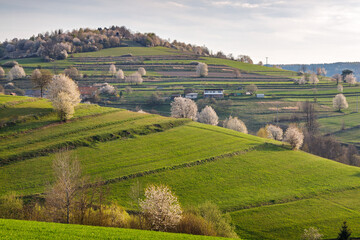 Spring rural landscape motif. Flowering fruit trees, fields and grassy meadows in the hilly countryside. The Hrinova village in Slovakia, Europe. © Viliam