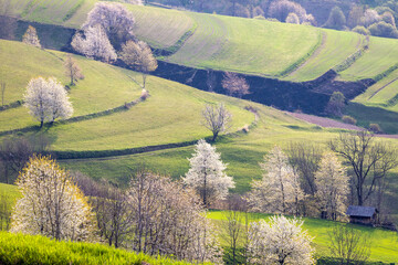 Spring rural landscape motif. Flowering fruit trees, fields and grassy meadows in the hilly countryside. The Hrinova village in Slovakia, Europe. © Viliam