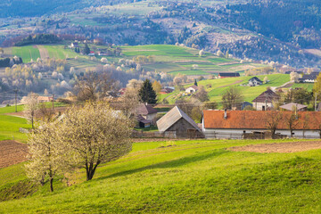 Spring rural landscape with flowering fruit trees on a sunny day. The Hrinova village in Slovakia, Europe © Viliam