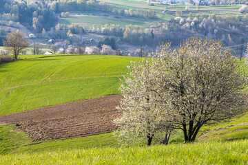 Spring rural landscape with flowering fruit trees. The Hrinova village in Slovakia, Europe © Viliam