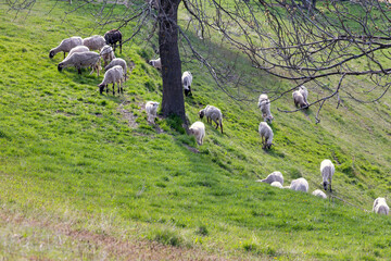 Motif of a spring rural landscape with grazing sheep on a grassy meadow. The Hrinova village in Slovakia, Europe.