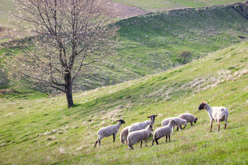 Motif of a spring rural landscape with grazing sheep on a grassy meadow. The Hrinova village in Slovakia, Europe. © Viliam