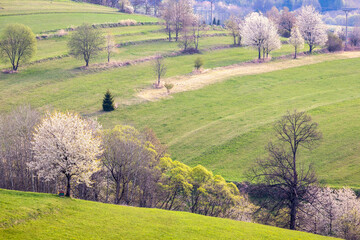Spring rural landscape motif. Flowering fruit trees, fields and grassy meadows in the hilly countryside. The Hrinova village in Slovakia, Europe. © Viliam