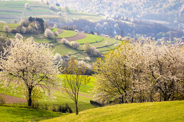 Spring rural landscape motif. Flowering fruit trees, fields and grassy meadows in the hilly countryside. The Hrinova village in Slovakia, Europe. © Viliam