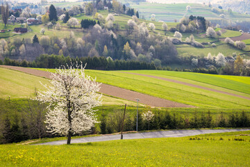 Spring rural landscape motif. Flowering fruit trees, fields and grassy meadows in the hilly countryside. The Hrinova village in Slovakia, Europe. © Viliam