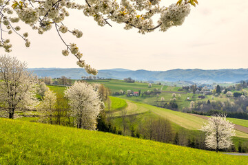 Spring rural landscape motif. Flowering fruit trees, fields and grassy meadows in the hilly countryside. The Hrinova village in Slovakia, Europe. © Viliam