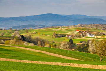 Spring rural landscape with flowering fruit trees on a sunny day. The Hrinova village in Slovakia, Europe © Viliam