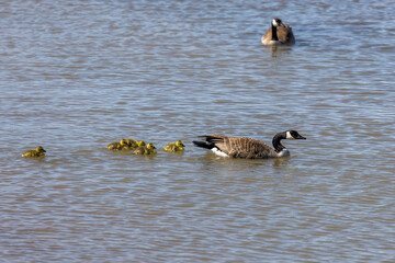 Canada goose with gosling on the lake Michigan. Natural scene from Wisconsin.