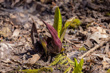 Skunk cabbage (Symplocarpus foetidus)
is one of the first native  plants to grow and bloom in early spring in the Wisconsin.