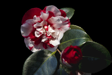 CAMELIE