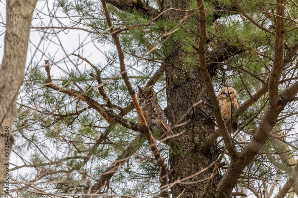 Poster Female  Great horned owl (Bubo virginianus)  with adult juvenile