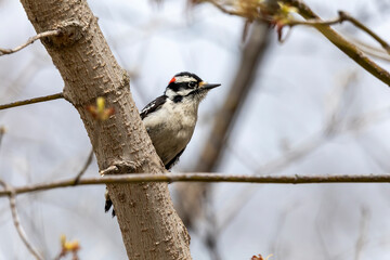 The downy woodpecker (Dryobates pubescens) 
The smallest woodpecker in North America.
