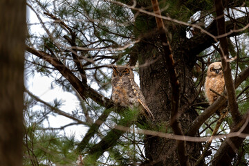 Female  Great horned owl (Bubo virginianus)  with adult juvenile