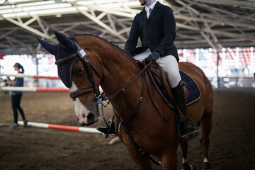Fototapeta premium Horses