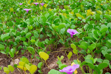 sea loaches in the tropics. Leaves and lilac flowers of Ipomoea biloba, goat's hoof