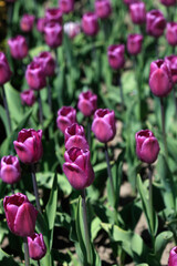 Fototapeta premium Purple and yellow tulips on nature background