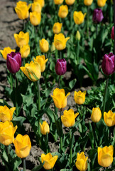 Fototapeta premium Purple and yellow tulips on nature background