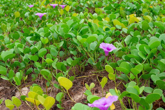 sea loaches in the tropics. Leaves and lilac flowers of Ipomoea biloba, goat's hoof